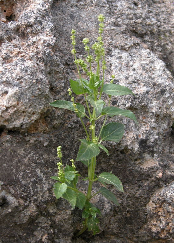 Mercurialis annua
